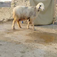 میش|حیوانات مزرعه|شوشتر, |دیوار