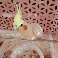 عروس هلندی  لوتینو