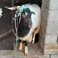 فروش دو راس بز با یک عدد نری|حیوانات مزرعه|ماهان, |دیوار