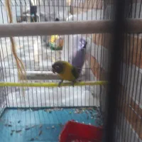 فروش برزیلی|پرنده|عسلویه, |دیوار