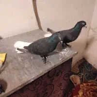 فروش جفت زاغ دمسفید|پرنده|شاهرود, |دیوار