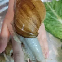 حلزون|خزنده|سبزوار, فرهنگیان|دیوار