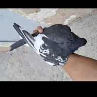 کبوتر رنگ. شهری|پرنده|شیراز, ترمینال باربری|دیوار