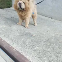 چاو چاو جهت کشش|سگ|قائمشهر, |دیوار