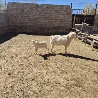 فروش چپش یه ساله سانن اصل|حیوانات مزرعه|بروجن, |دیوار