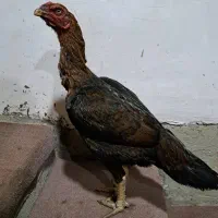 خروس  اوشامو مرغ افغان|حیوانات مزرعه|تولم شهر, |دیوار