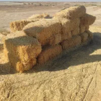 پخل گندم و علف زعفران|لوازم جانبی حیوانات|بوژگان, |دیوار