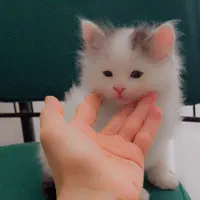 گربه های شهر دور