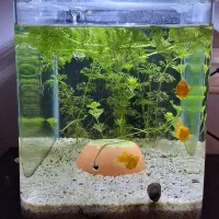 اکواریوم بک سامپ شرکتی و دست ساز|ماهی|بندرعباس, |دیوار