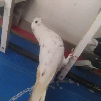 کفتر کبوتر پرشی ۵