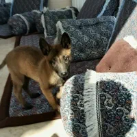 سگ.|سگ|آبعلی, |دیوار