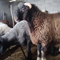 بره قوچی نژاد برتر