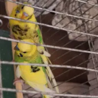 دو مرغ عشق