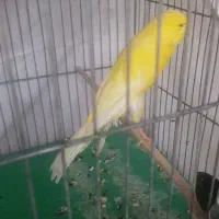 قناری ماده رسمی