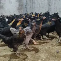 جوجه مرغ 3ماهه