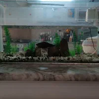 آکواریوم|ماهی|مشهد, نکاح|دیوار