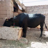گاو دورگ ،آبستن،چاق|حیوانات مزرعه|مشهد, هفده شهریور|دیوار