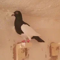 کفتر سوراخ|پرنده|کرمان, |دیوار