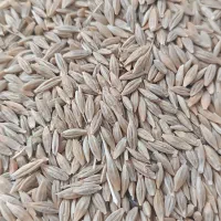 جو لری بذری درجه یک