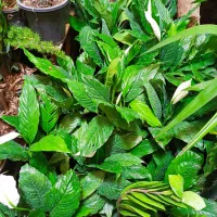 گل فروشی نوید|گل و گیاه طبیعی|جوانرود, |دیوار