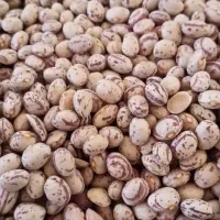 لوبیا چیتی عمده