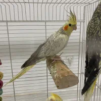 جوجه عروس هلندی شیطون