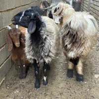 قوچ / میش / بره چتری / کهره / بز