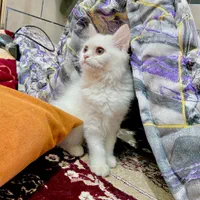 گربه نژاد پرشین