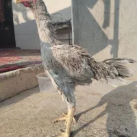 خروس لاری|حیوانات مزرعه|فاضل آباد, |دیوار