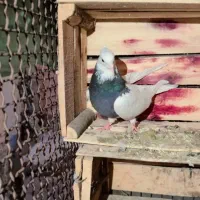 طوق سبز|پرنده|جیرفت, |دیوار