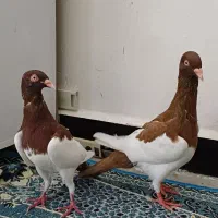 کبوتررنگی دورگ|پرنده|کارون, |دیوار