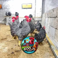آمروک تخم گذار گوشتی زینتی
