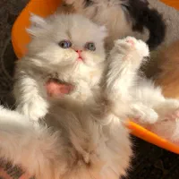 بریتیش گلدن وایت