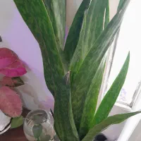 انواع گیاهان کلکسیونی خاص|گل و گیاه طبیعی|بهبهان, |دیوار