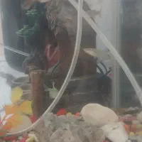 اکواریوم شیشه خم همراه با ماهی|ماهی|قرچک, میرزائی جنوبی|دیوار