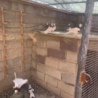 ماده طوقی|پرنده|شیراز, حومه شیراز|دیوار