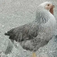 مرغ گلپایگانی تخم کن|حیوانات مزرعه|دماوند, دماوند|دیوار