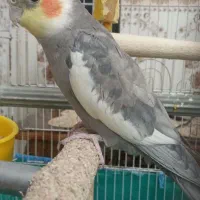 یه جفت  عروس مولد