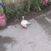بوقلمون ماده