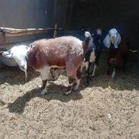 فروش بزودوعددکره نر