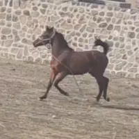 اسب معاوضه|اسب و تجهیزات اسبسواری|مشگین شهر, |دیوار