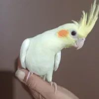 جوجه عروس هلندی