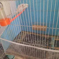 جفت  مرغ عشق