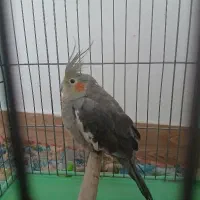 عروس هلندی ماده ۶۵۰