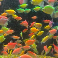 ماهی اکواریوم ارسال رایگان