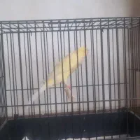 قناری رسمی بلند به شرط