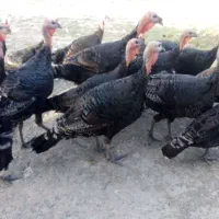 بوقلمون برنز