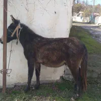 قاطر|حیوانات مزرعه|تالش, هشتپر|دیوار