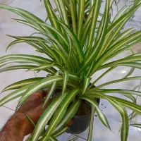 گل گندمی گلدان 14|گل و گیاه طبیعی|قم, نیروگاه|دیوار