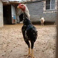 خروس لاری|حیوانات مزرعه|مشهد, دانشجو|دیوار